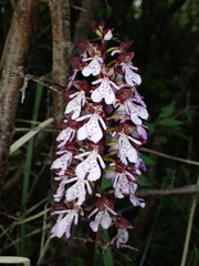 Orchis purpurea