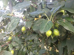 Actinidia