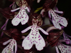 Orchis purpurea