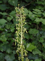 Neottia ovata