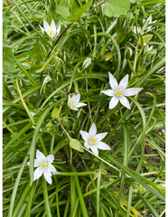 Ornithogalum