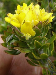 Aspalathus securifolia