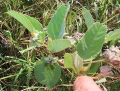 Melhania forbesii