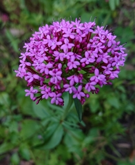 Centranthus macrosiphon