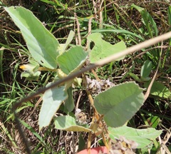 Melhania forbesii