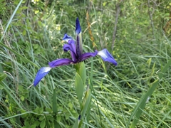 Iris reichenbachiana