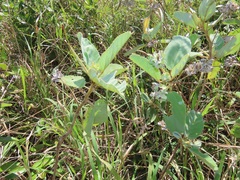 Melhania forbesii