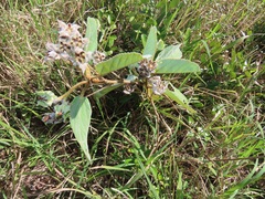 Melhania forbesii