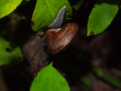 Camaenidae