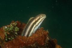 Petroscirtes breviceps