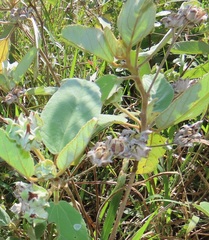 Melhania forbesii