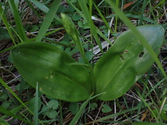 Neottia ovata
