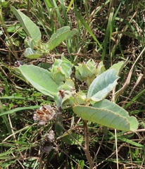 Melhania forbesii