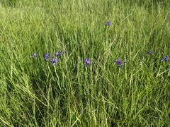 Iris reichenbachiana