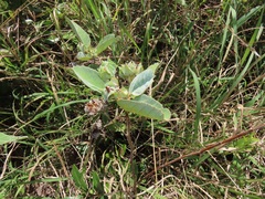 Melhania forbesii