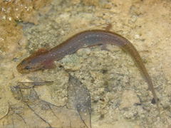 Eurycea troglodytes