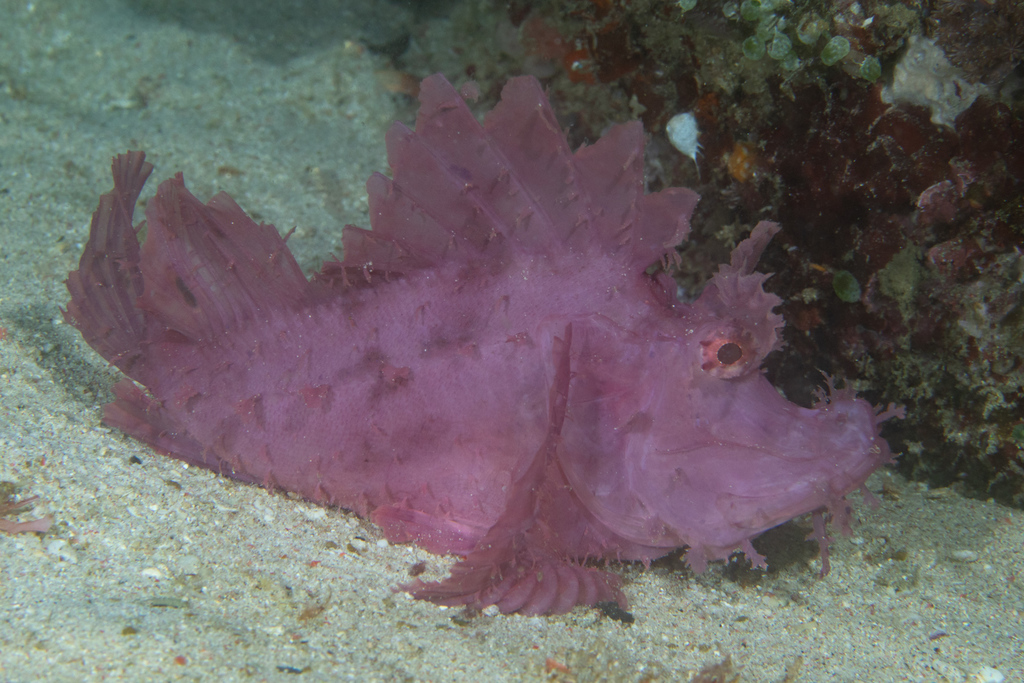 Weedy scorpionfish (Rhinopias frondosa) — Scorpaenidae