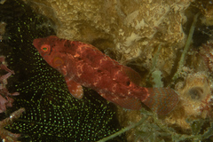 Pteragogus cryptus