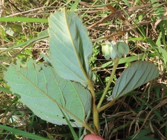 Melhania forbesii