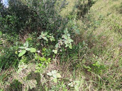 Melhania forbesii