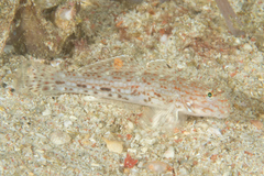 Istigobius decoratus