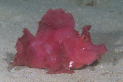 Rhinopias eschmeyeri