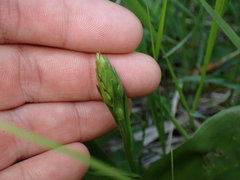 Neottia ovata