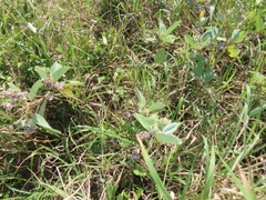 Melhania forbesii