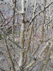 Jatropha neopauciflora