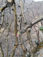 Jatropha neopauciflora