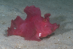 Rhinopias eschmeyeri