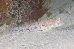 Istigobius decoratus