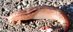Ambigolimax valentianus