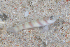 Amblyeleotris steinitzi