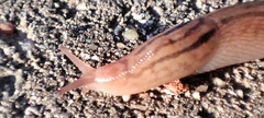 Ambigolimax valentianus