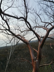 Bursera morelensis
