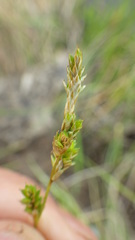 Carex canescens