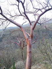 Bursera morelensis