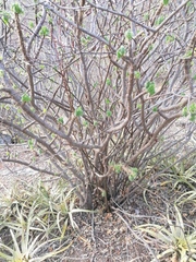 Cnidoscolus tehuacanensis