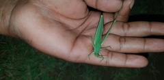 Orthoptera