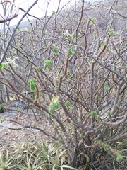 Cnidoscolus tehuacanensis