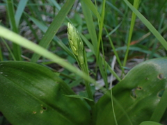 Neottia ovata