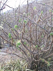 Cnidoscolus tehuacanensis