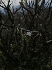 Cnidoscolus angustidens