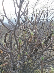 Cnidoscolus angustidens