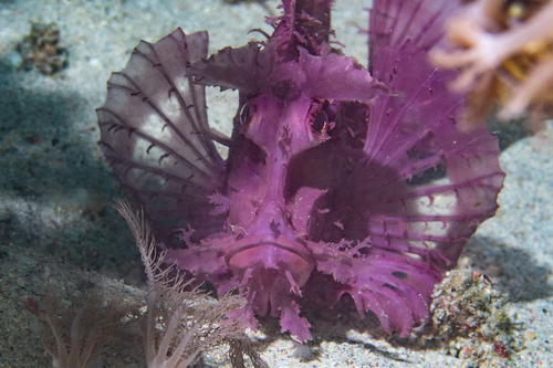 Weedy scorpionfish (Rhinopias frondosa) — Scorpaenidae — 3