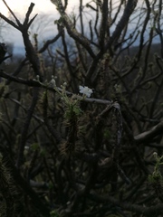 Cnidoscolus angustidens