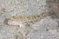 Istigobius decoratus
