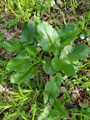 Arum besserianum