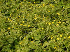 Ranunculus monophyllus